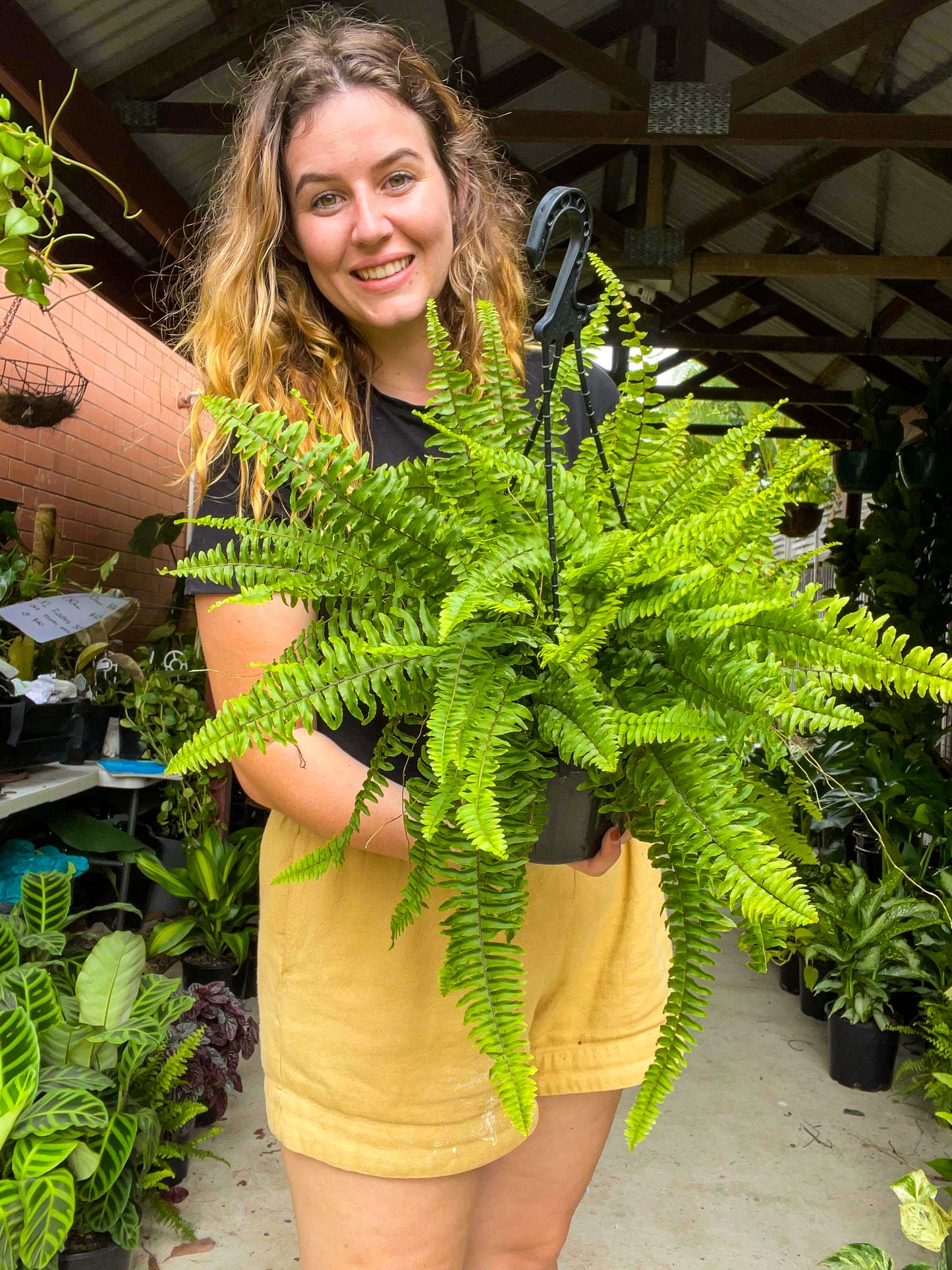 Boston Fern Hanging Plant