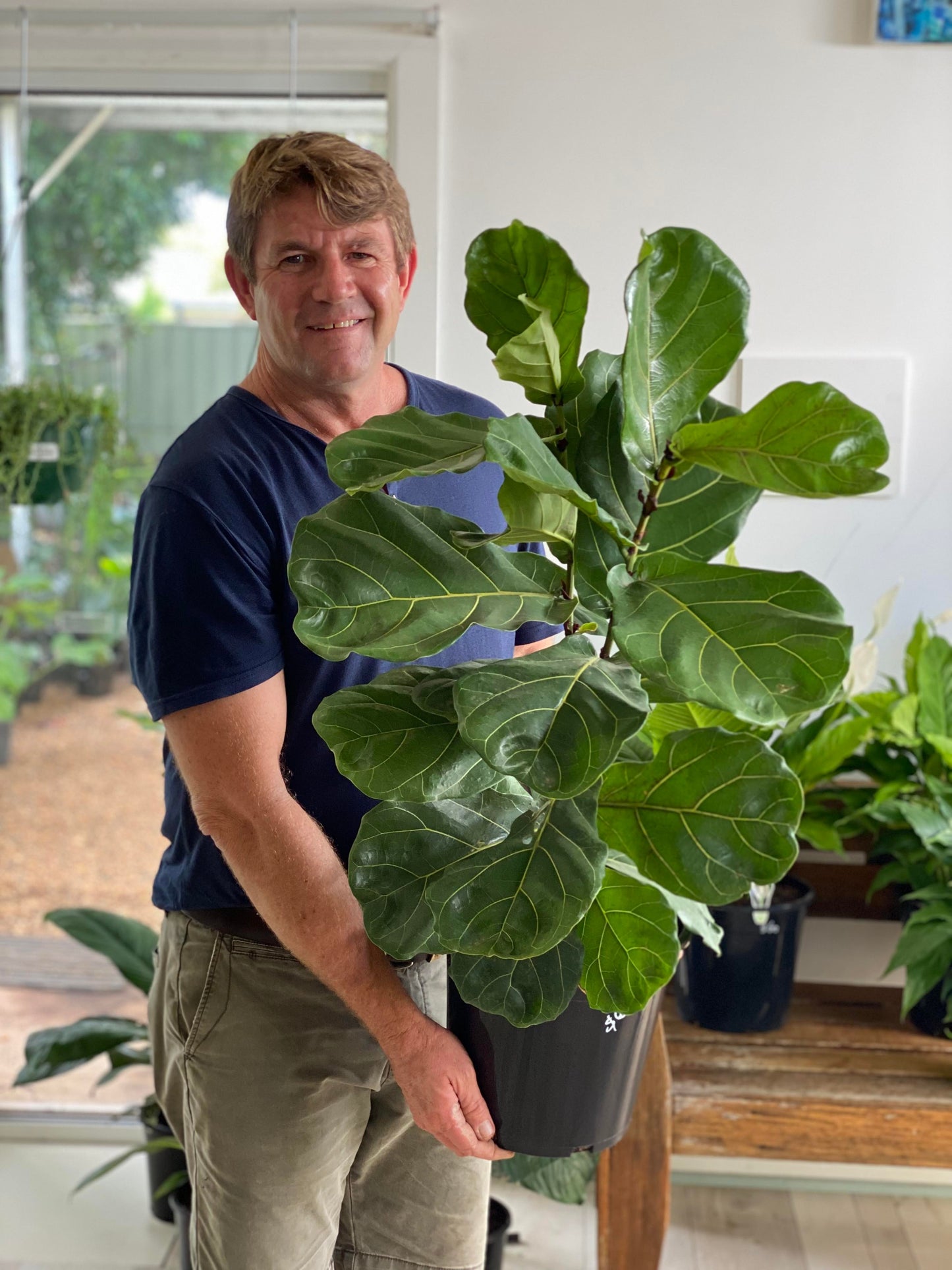 Fiddle Leaf Fig (Pickup Only)