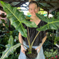 Alocasia Sarian