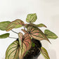 Caladium Good Luck