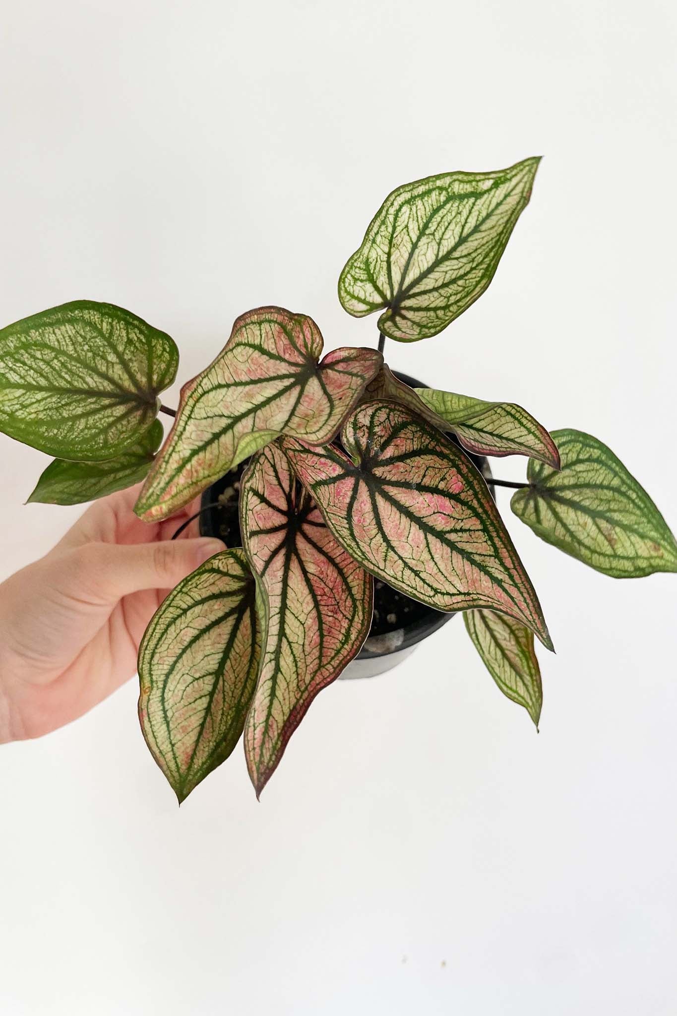 Caladium Good Luck