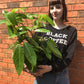 Umbrella Tree Amate 200mm