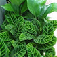 Calathea Zebrina