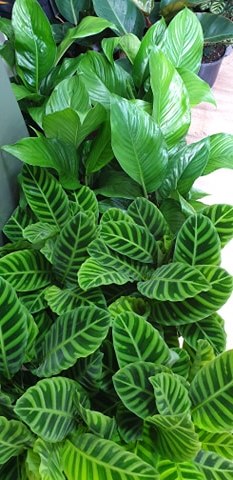 Calathea Zebrina