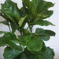 Fiddle Leaf Fig 200mm