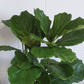 Fiddle Leaf Fig 200mm