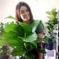 Spathiphyllum (Peace Lily) 200mm
