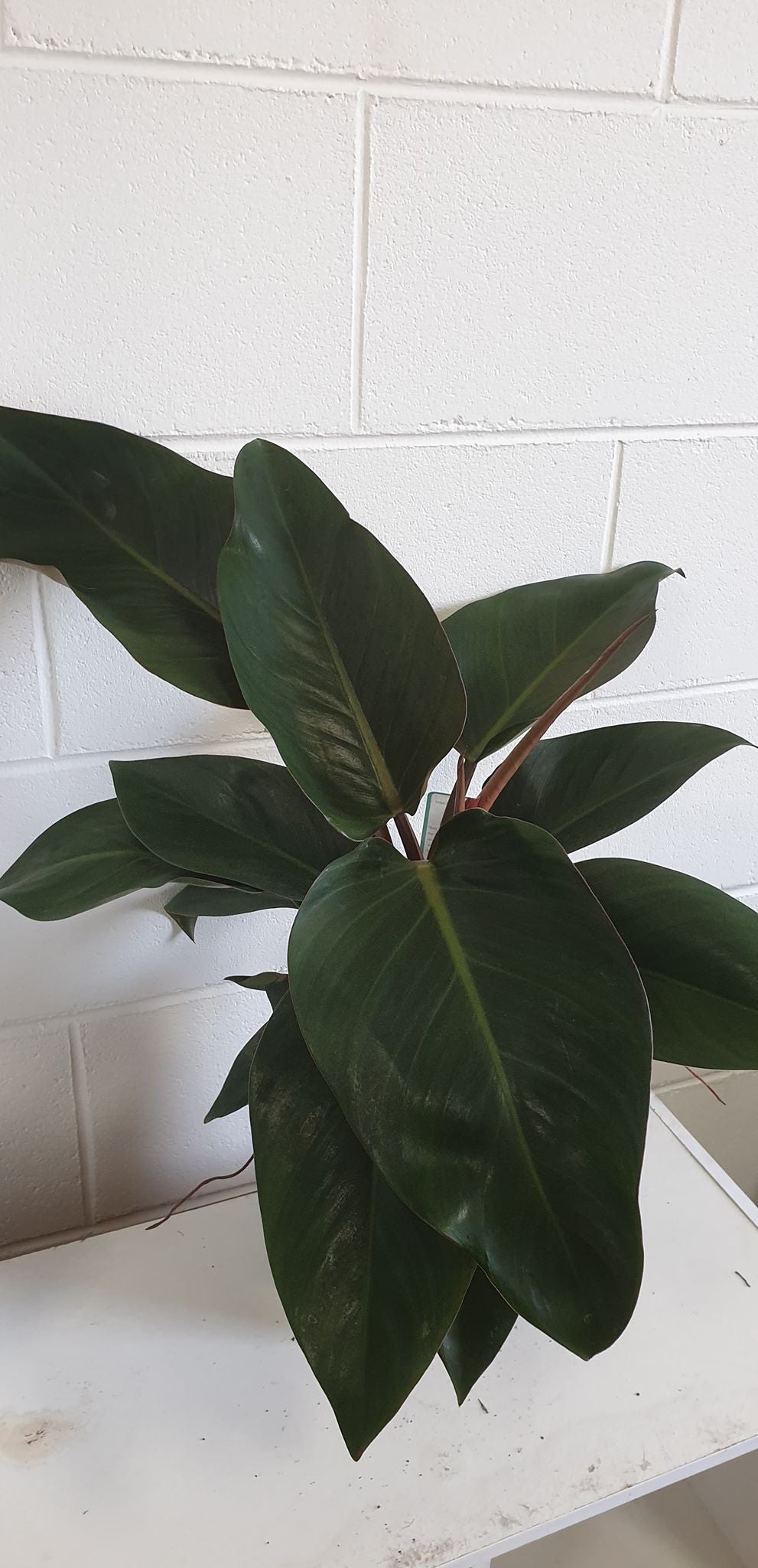 Philodendron Rojo Congo