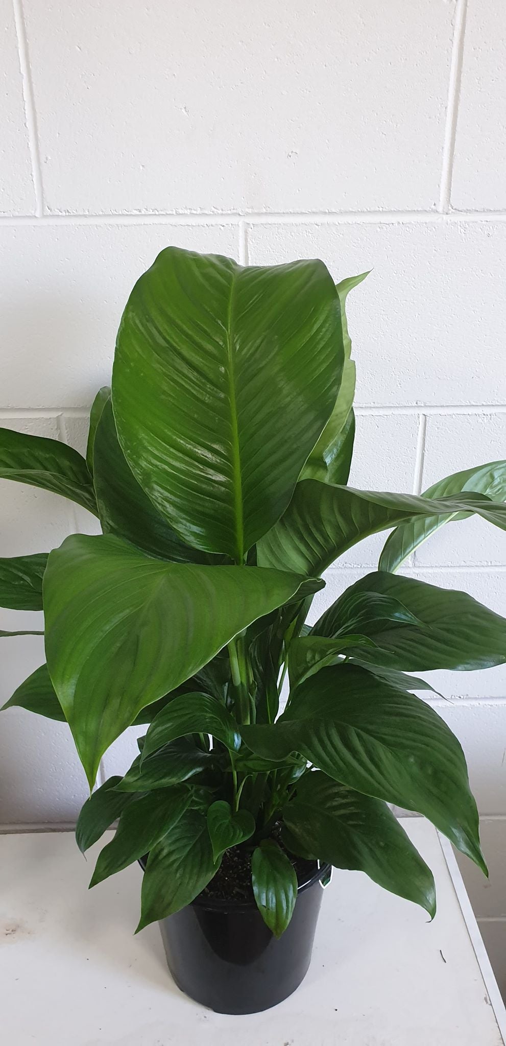 Spathiphyllum (Peace Lily) 200mm