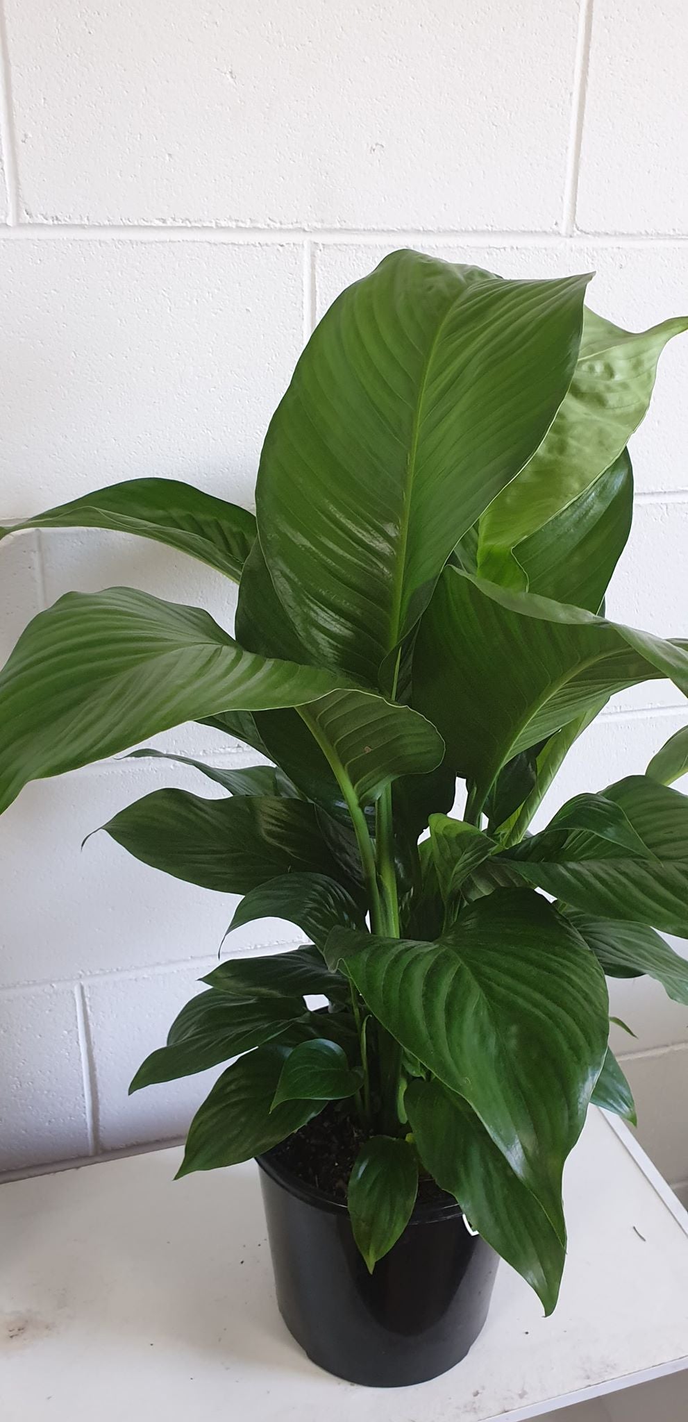 Spathiphyllum (Peace Lily) 200mm