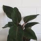 Philodendron Rojo Congo