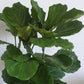 Fiddle Leaf Fig 200mm