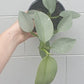 Philodendron Silver Sword 140mm