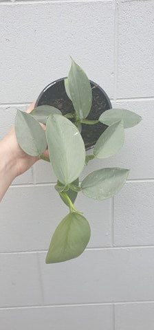 Philodendron Silver Sword 140mm