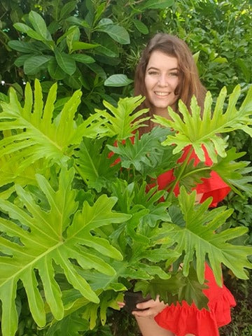 Philodendron Shangri-La