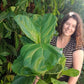 Fiddle Leaf Fig 200mm