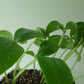 Cucumber Burpless Punnet (4)