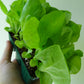 Migonette Lettuce- Green (6)