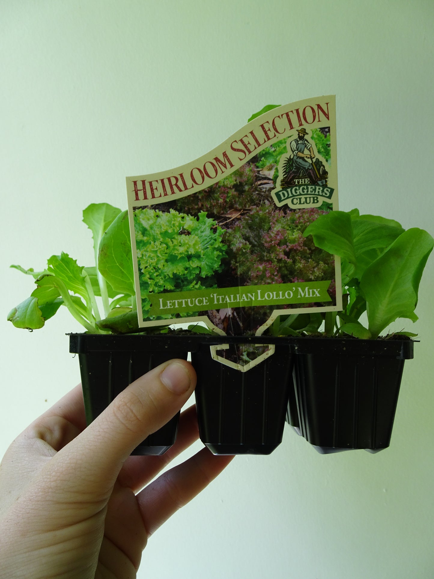 Heirloom Lettuce-Italian Lollo (6)