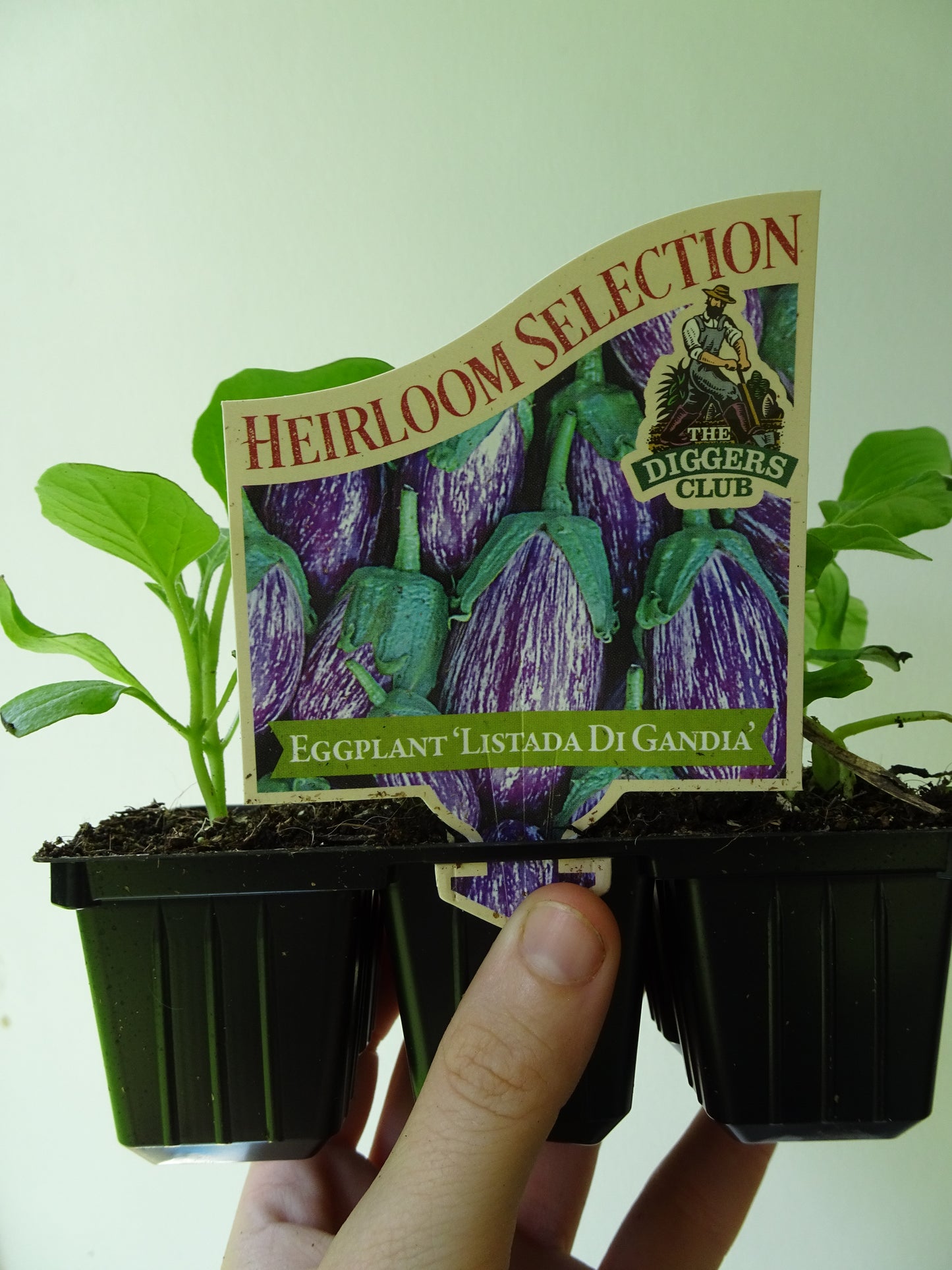 Heirloom Eggplant Listada di Gandia (6)