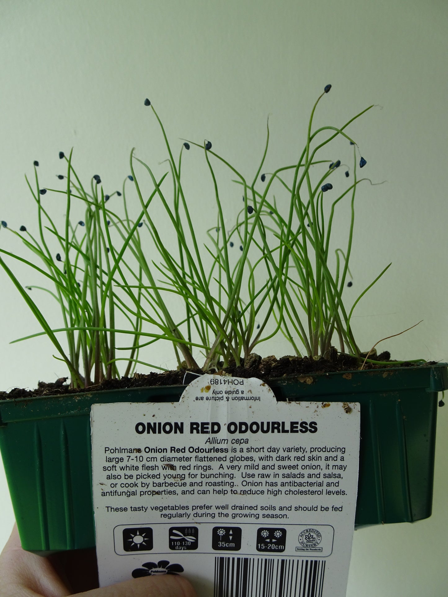 Red Onion ODOURLESS (6)