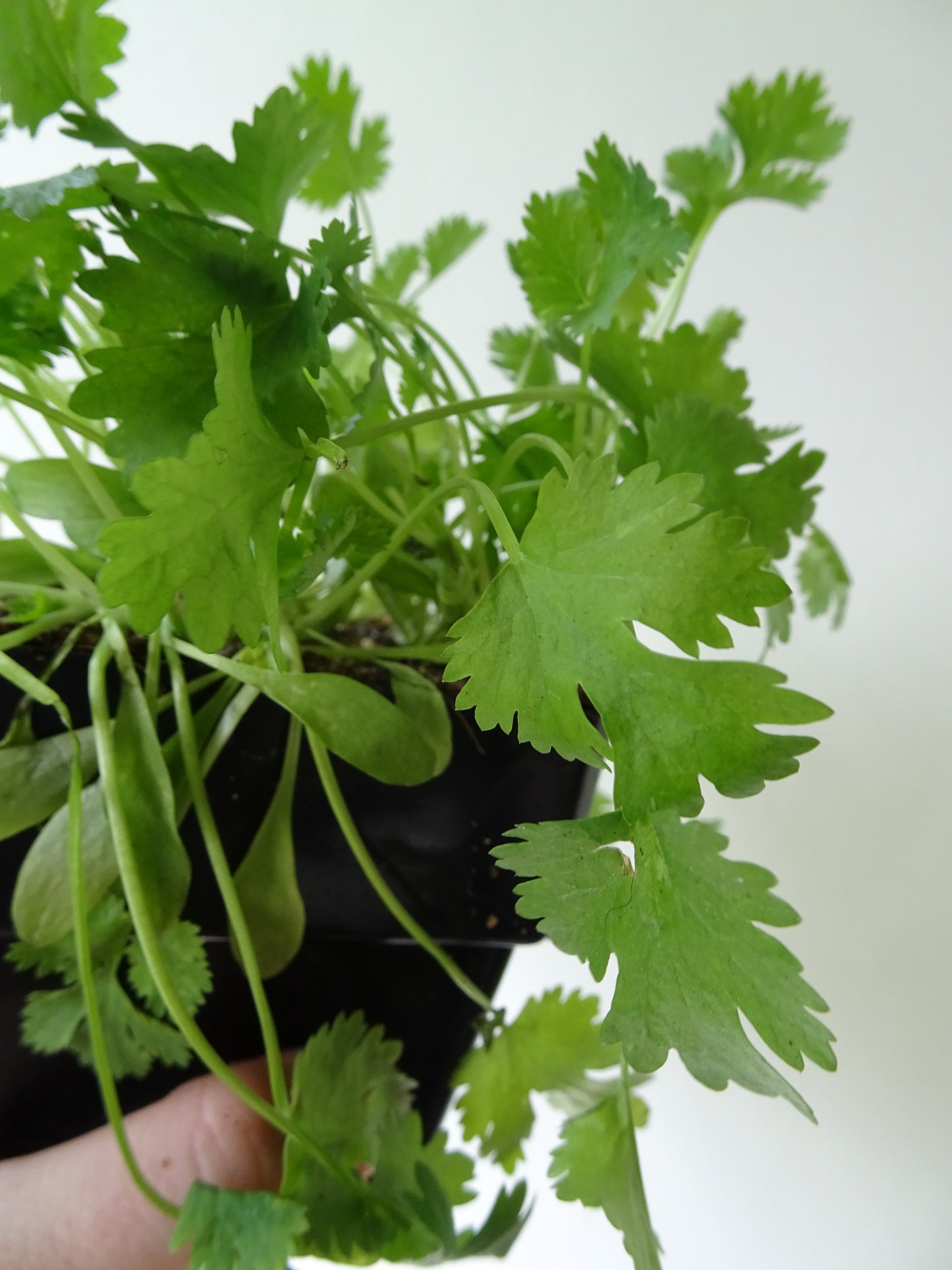 Coriander Pot