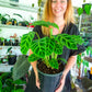 Calathea Zebrina