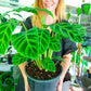 Calathea Zebrina