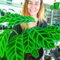 Calathea Zebrina