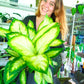 Dieffenbachia Tropic Marianne