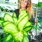 Dieffenbachia Tropic Marianne