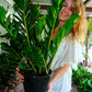 ZZ Plant