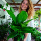 Spathiphyllum Wallisii