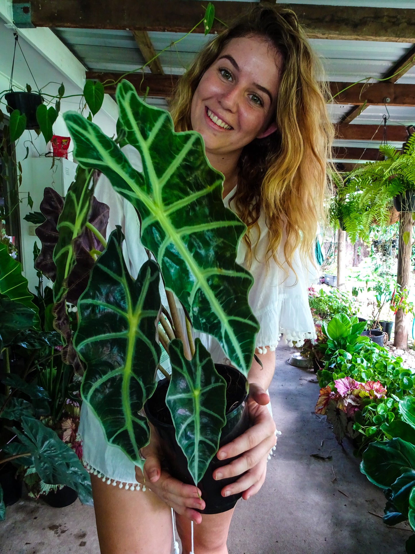 Alocasia Amazonica Dwarf