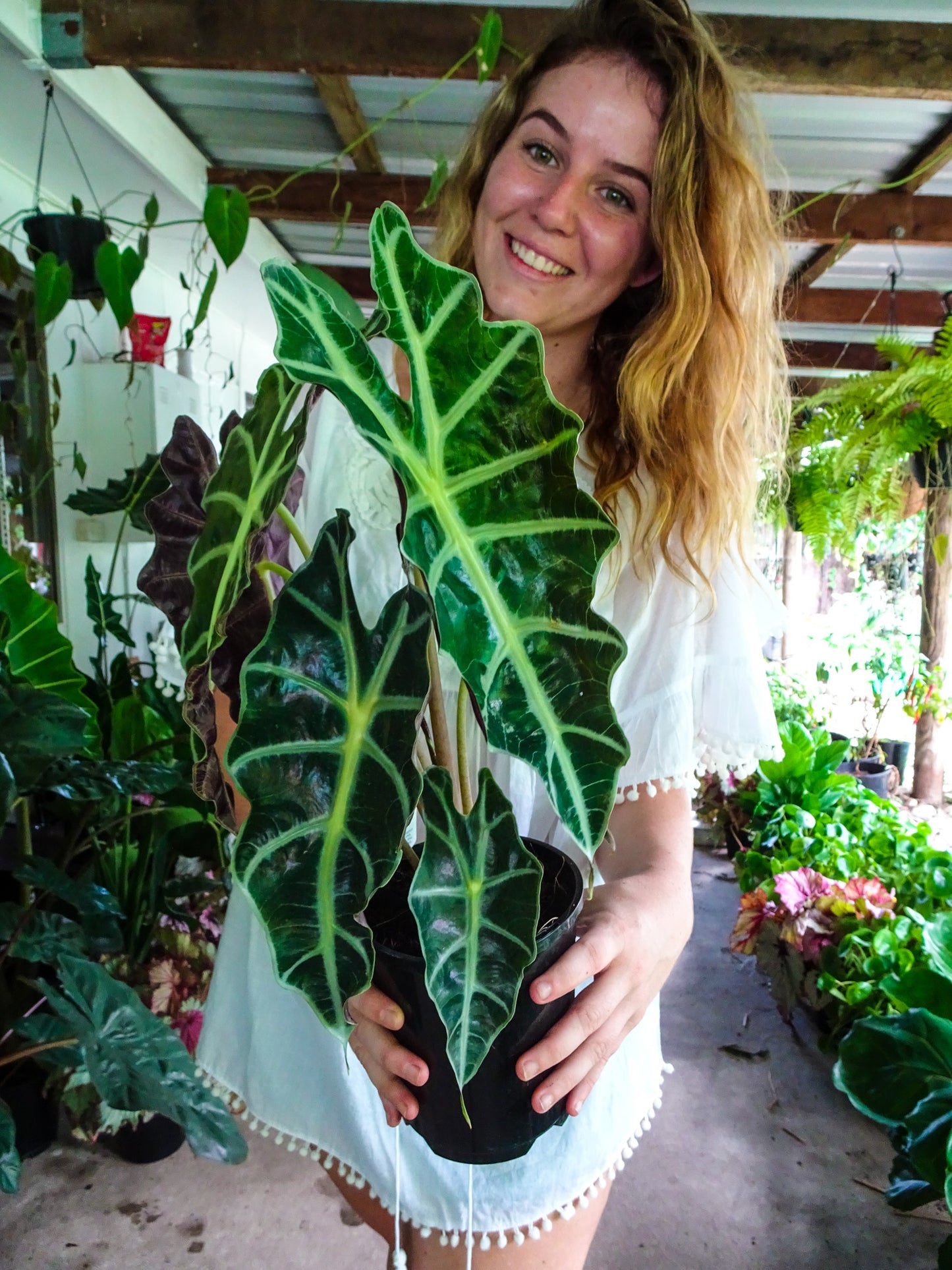 Alocasia Amazonica Dwarf