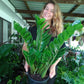 ZZ Plant