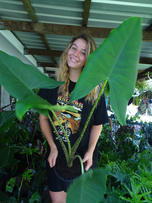 Alocasia Zebrina