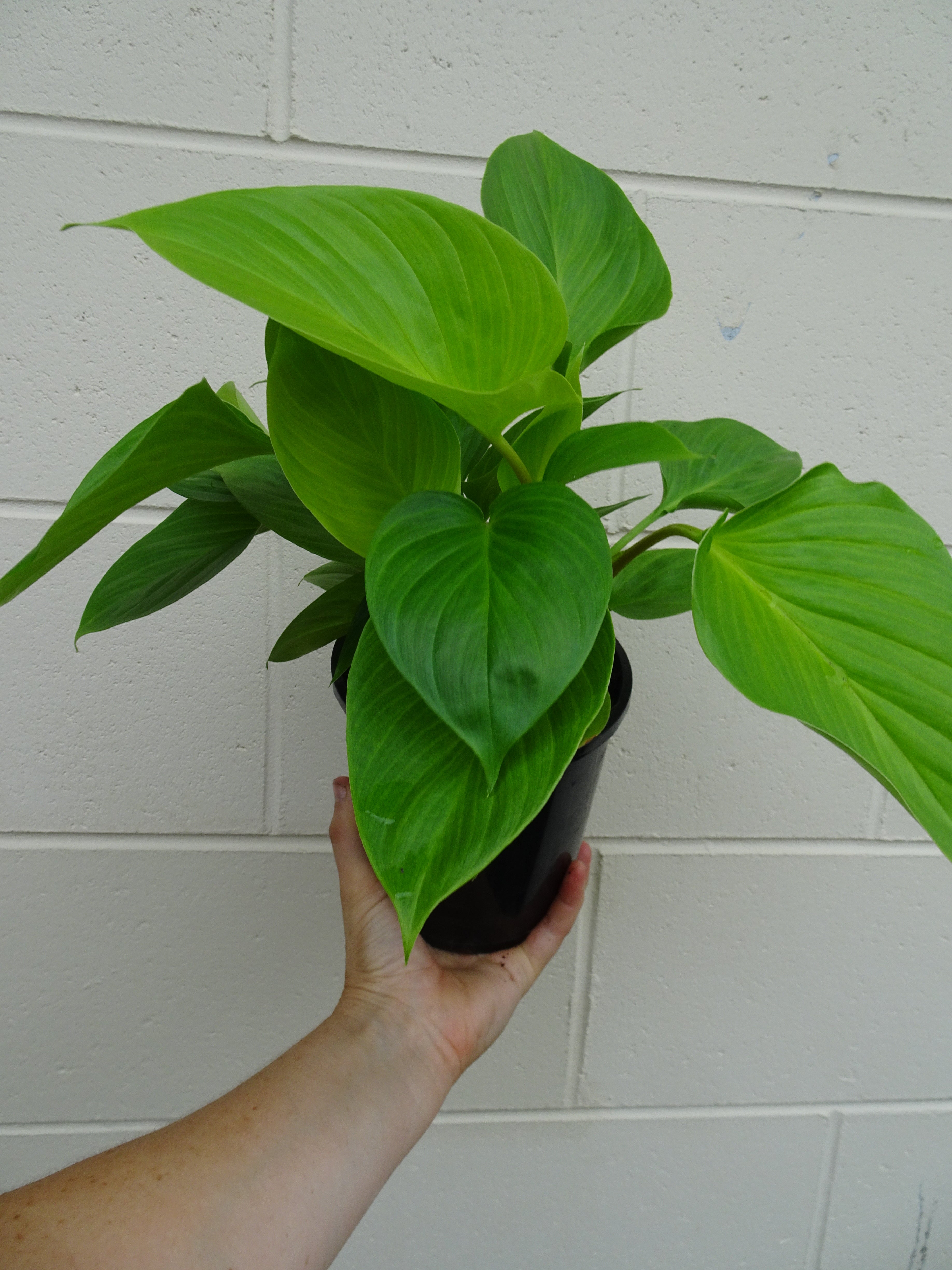 Homalomena Sunshine Gem – The Jungle Plant Co