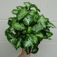 Syngonium White Butterfly
