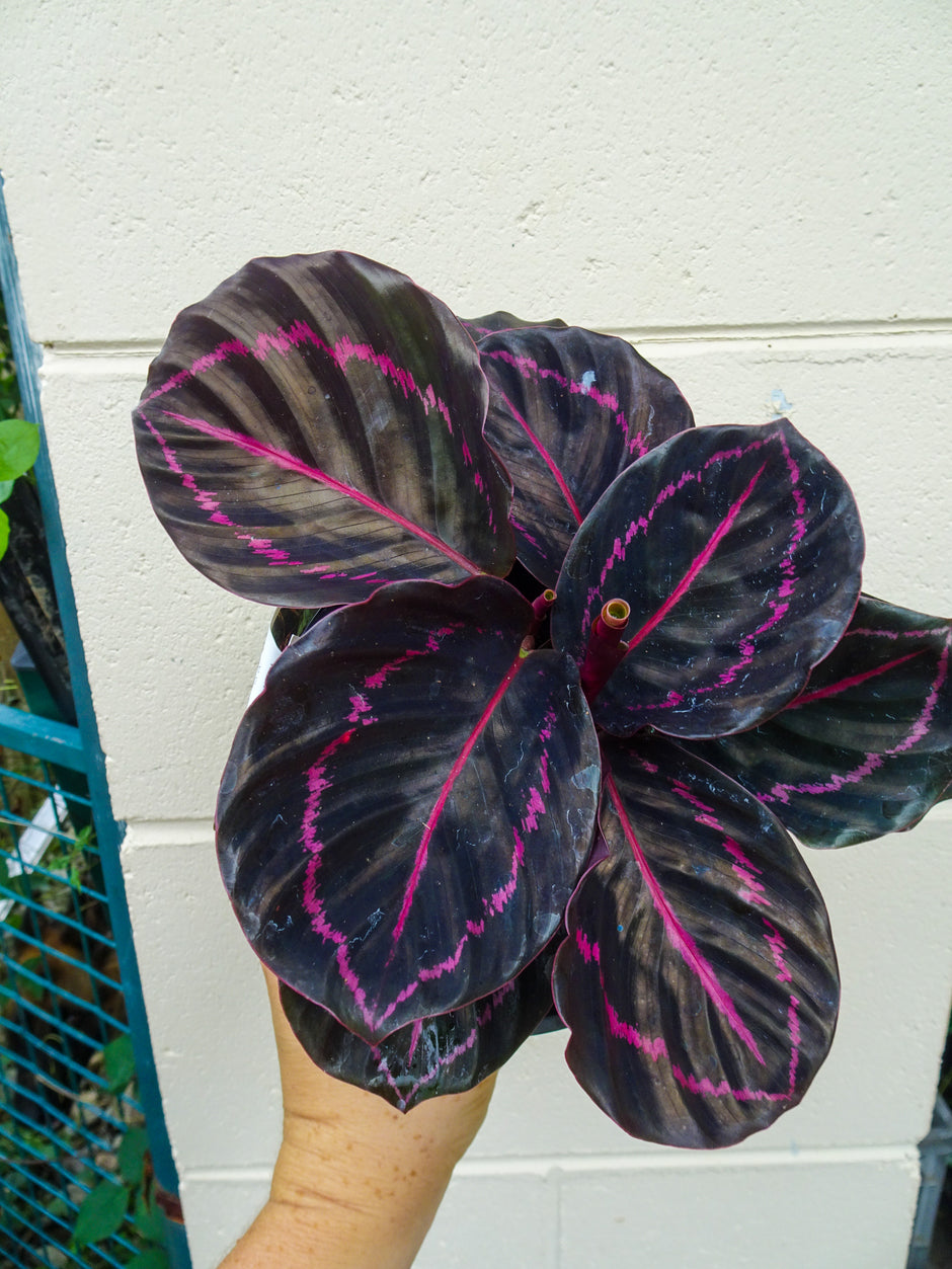 QLD, NSW, VIC OR SA (Postage Plants) The Jungle Plant Co