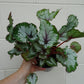 Begonia Alaska Creek