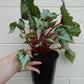 Begonia Alaska Creek