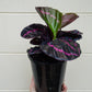 Calathea Dottie