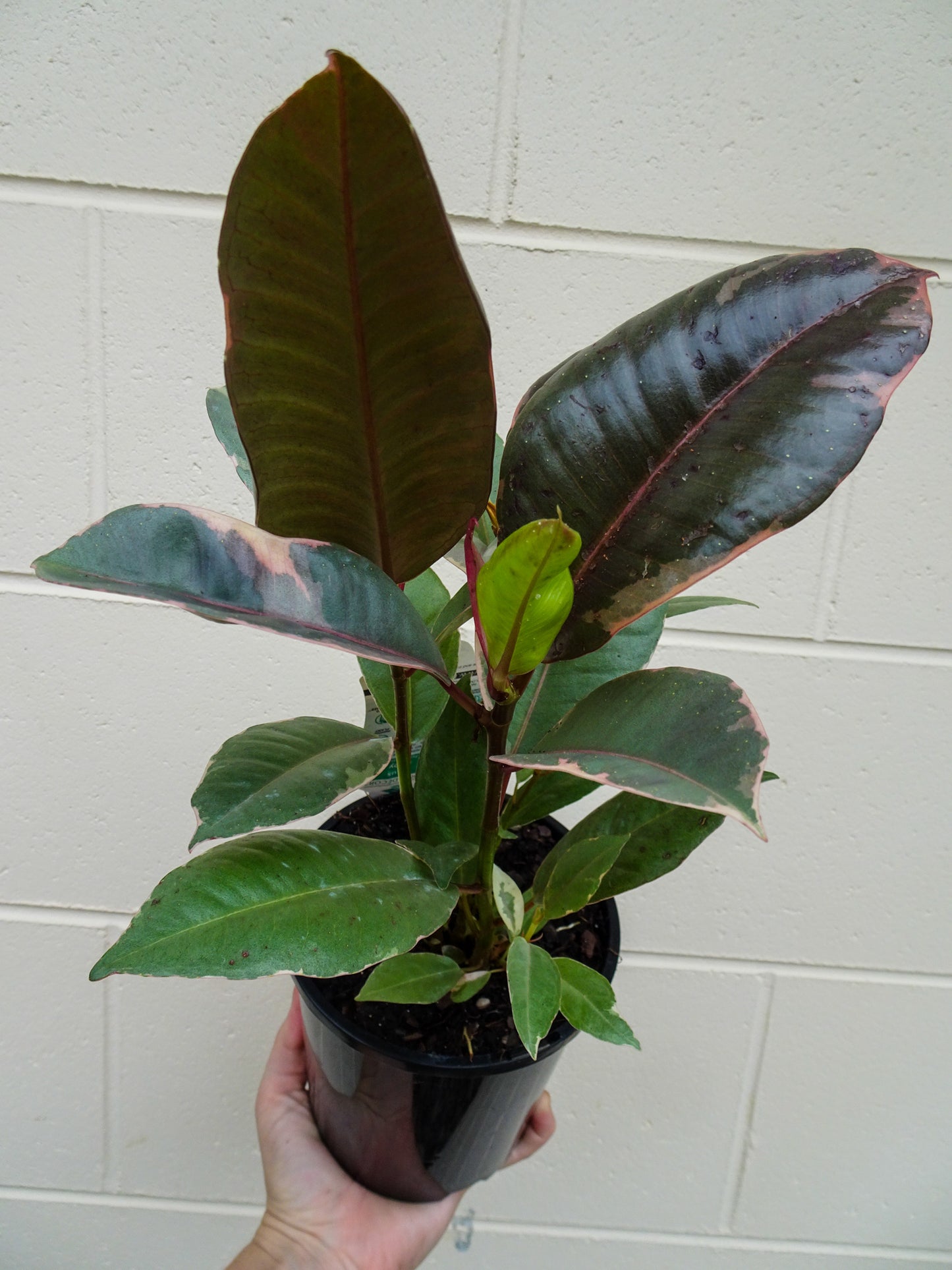 Ficus Elastica Ruby (Rubber Plant)
