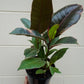 Ficus Elastica Ruby (Rubber Plant)
