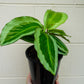 Calathea Bicajoux Pink