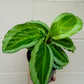 Calathea Bicajoux Pink