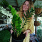 ZZ Plant