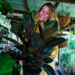 Burgundy Rubber Tree
