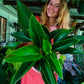Philodendron Apple Congo